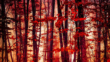 Autumn Forest, red, trees, autumn, nature, forest HD wallpaper
