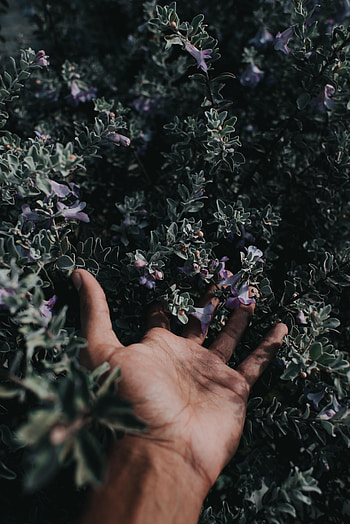 Flowers, Bush, Hand, Miscellanea, Miscellaneous, Fingers HD phone wallpaper