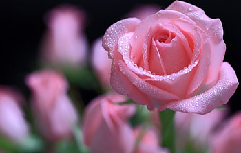 Rose, pink, pretty, flower, nature HD wallpaper