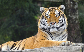 Tiger, fur, animal, big wild cat HD wallpaper