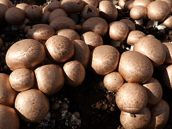 Mushroom cultivation, Waste recycling, Innovative burger, Sustainable fertiliser HD wallpaper