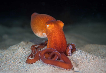 Southern sand octopus, Largest fan club, Octonation's passion, Celebrating cephalopods HD wallpaper