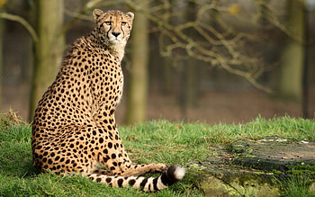 Cheetah animal , Eye-catching design, Captivating background, Artistic representation HD wallpaper