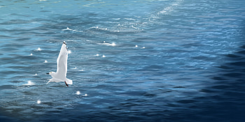 Art, Sea, Bird, Gull, Seagull HD wallpaper