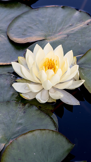 Water Lily, White Flower HD phone wallpaper
