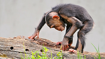 Chimpanzee graphy, Chimpanzee close-up, Primate behavior, Jungle habitat HD wallpaper