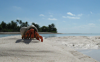 Animals, Beach, Sand, Crab, Claws HD wallpaper