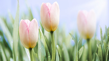 Earth Tulip HD wallpaper