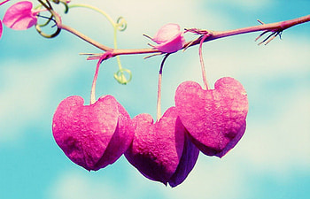 Pink hearts, blue, branch, pink, flower, love, fruit, nature, sky, heart, cloud HD wallpaper