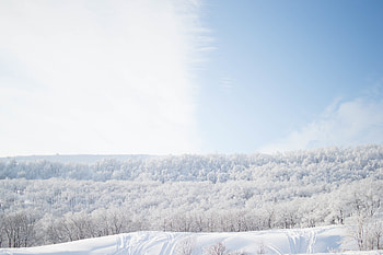 Nature, Trees, Sky, Snow HD wallpaper