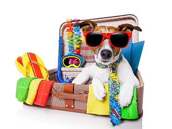 Ready for a long holiday, dog, animal, colorful, jack russell terrier, summer, suitcase, sunglasses, funny, caine HD wallpaper