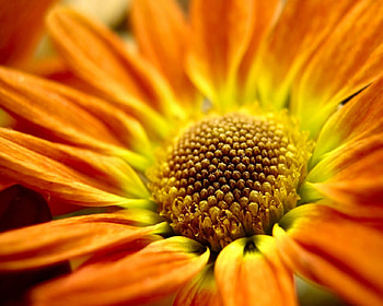 sunflower, flower, nature, orange, blossom HD wallpaper