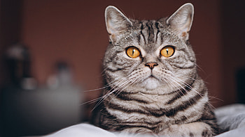 Yellow Eyes Black White Cat With Stare Look Sitting In Brown Wall Background Cat HD wallpaper