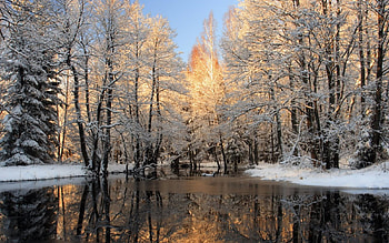 Trees Reflection, trees, beautiful, reflection HD wallpaper