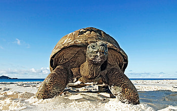 Animals, Sand, Carapace, Shell, Turtle HD wallpaper