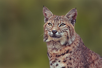 Animals, Iris, Muzzle, Predator, Big Cat HD wallpaper