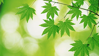 Green leaf designs, Stunning ry HD wallpaper