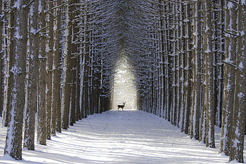 *** Deer in winter forest ***, winter, nature, forest, deer HD wallpaper