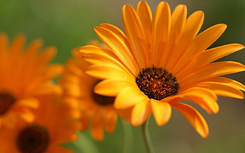 DAISIES, PETALS, FLOWERS, COLORS, STEMS HD wallpaper