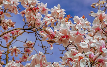 Magnolia, pink, blooms, tree, sky HD wallpaper