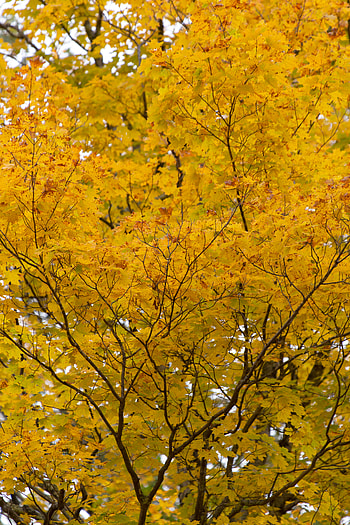 Nature, Autumn, Leaves, Wood, Tree HD phone wallpaper