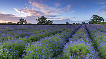 Lavender-Field, Field, sky, Nature, Lavender HD wallpaper
