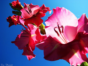 Plants, Flowers HD wallpaper