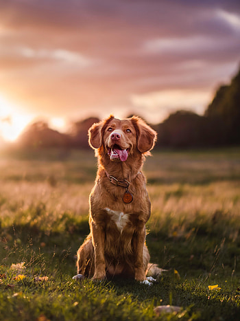 Animals, Dog, Pet, Sight, Opinion, Protruding Tongue, Tongue Stuck Out, Golden Retriever HD phone wallpaper