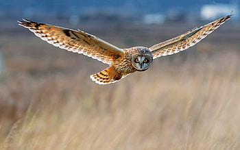 Short-eared Owl, flight, bird, owl HD wallpaper