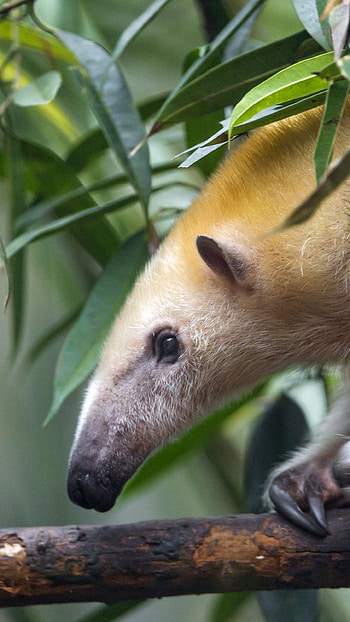 Anteater, Top backgrounds, Wildlife, Mammals HD phone wallpaper