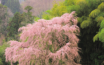 Nature, Trees, Summer, Bloom, Flowering, Greens HD wallpaper