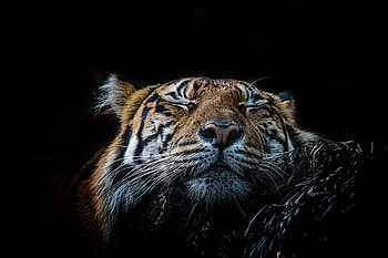 Tiger , tiger, animals, graphy, wild HD wallpaper