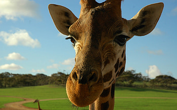 Animals, Muzzle, Spotted, Spotty, Ears, Giraffe HD wallpaper