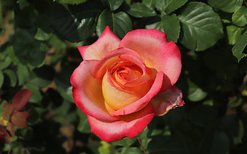 Rose, orange, macro, flower HD wallpaper