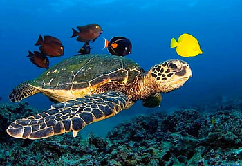 Turtle w Friends, beautiful HD wallpaper