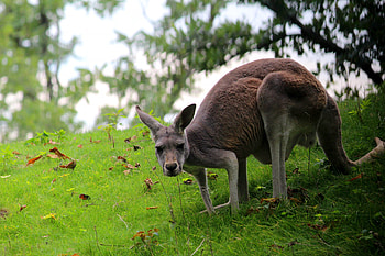 Animal kangaroo , Resolution ID1250869, Kangaroo HD wallpaper