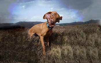 Animals, Grass, Dog, Field, Mainly Cloudy, Overcast, Collar, Wind HD wallpaper