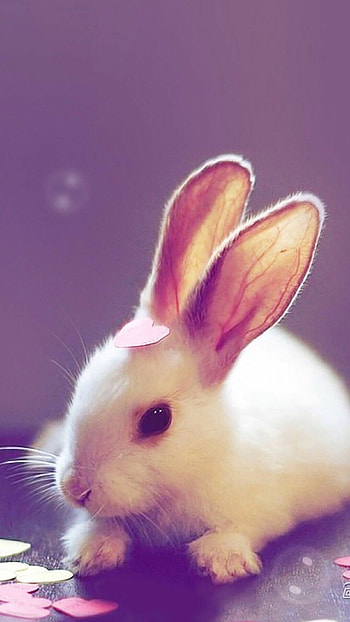 rabbit , High-quality bunny , Detailed rabbit art, Sharp visuals HD phone wallpaper