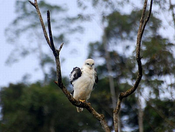 Cute Bird, cool, cute, bird HD wallpaper