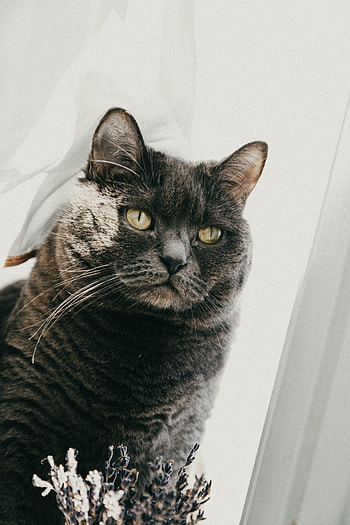 Animals, Cat, Pet, Sight, Opinion, British Cat HD phone wallpaper