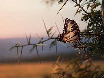 Animals, Wood, Tree, Pattern, Branch, Butterfly, Wings HD wallpaper