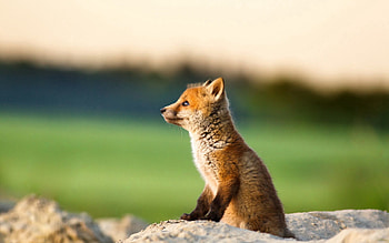 Animals, Fox, Young, Animal, Joey HD wallpaper