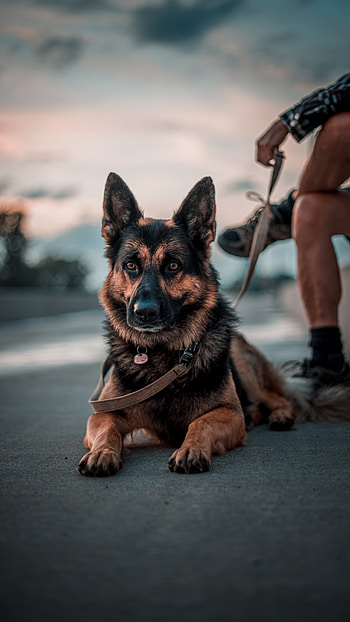 Good boy, Sky, Canada, Fluffy, Cute, Cloud, Summer, July, Samsung, Dog HD phone wallpaper