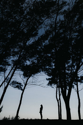 A tranquil silhouette of a person standing beneath tall trees against a blue dusk sky, evoking calmness. HD phone wallpaper