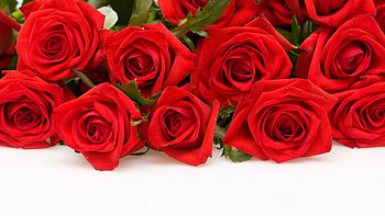 Full Red Rose HD wallpaper