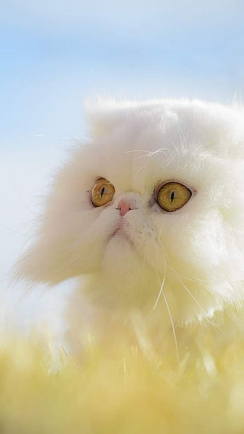 Exotic Shorthair Cat (Animals), Playful feline, Unique breed, Grassy backdrop HD phone wallpaper