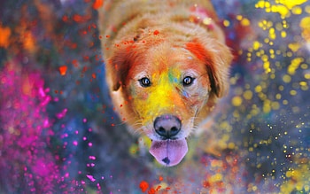 Animals, Dogs HD wallpaper