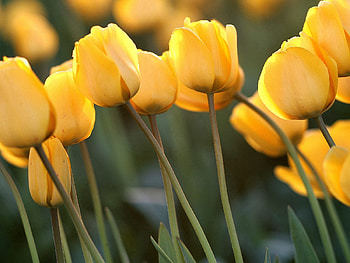 Flowers, Tulips, Close-Up HD wallpaper