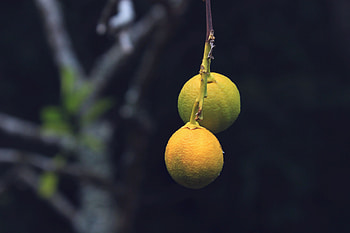 Food, Lemons, Branch, Citrus HD wallpaper