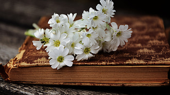 Gentle and peaceful, white, book, pretty, flower, peaceful, nature, beautiful HD wallpaper